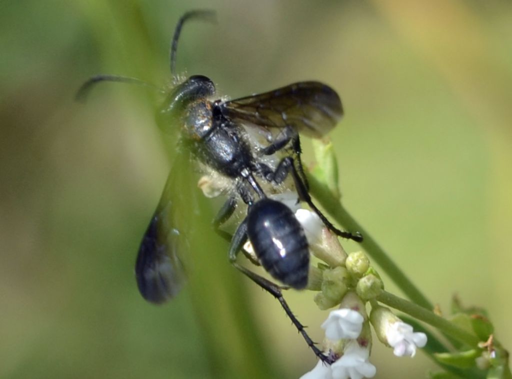 Isodontia mexicana, Sphecidae